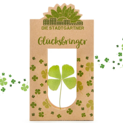 Glücksbringer - echtes Kleeblatt getrocknet